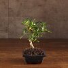 Бонсай Кармона 25 см в синей плошке фото 1 &mdash; Luxurybonsai.ru