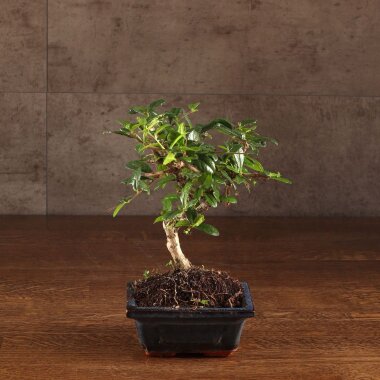 Бонсай Кармона 25 см в синей плошке &mdash; Luxurybonsai.ru