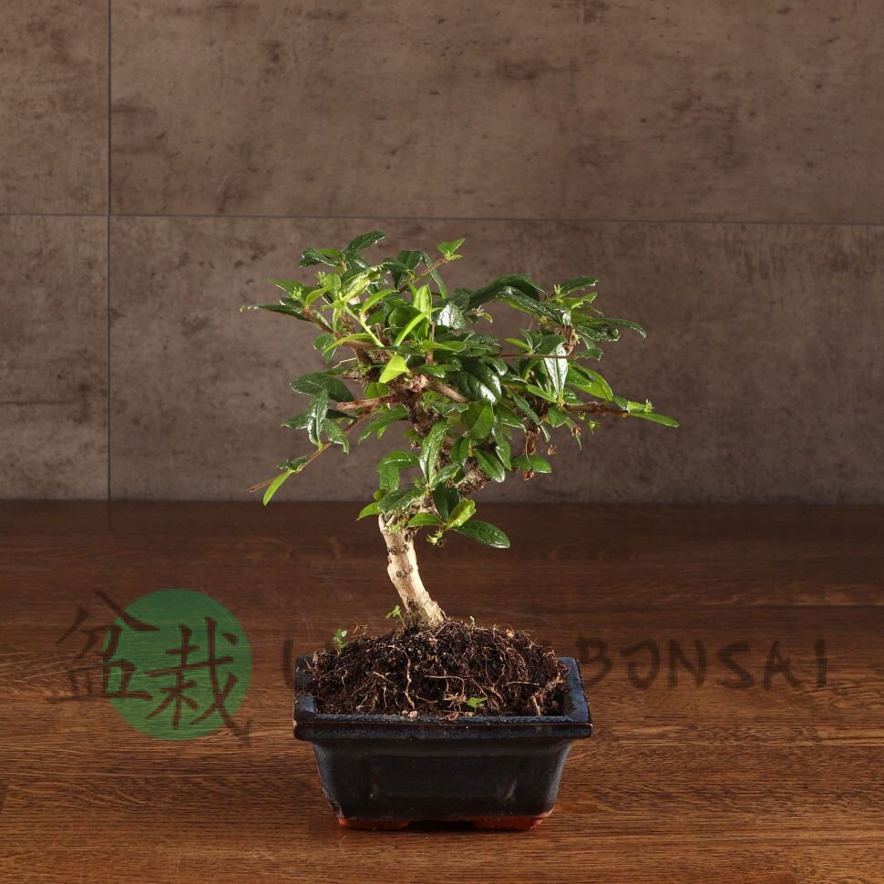 Бонсай Кармона 25 см в синей плошке фото 1 &mdash; Luxurybonsai.ru