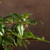Бонсай Кармона 25 см в синей плошке фото 3 &mdash; Luxurybonsai.ru