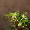 Бонсай Кармона 25 см в синей плошке фото 4 &mdash; Luxurybonsai.ru