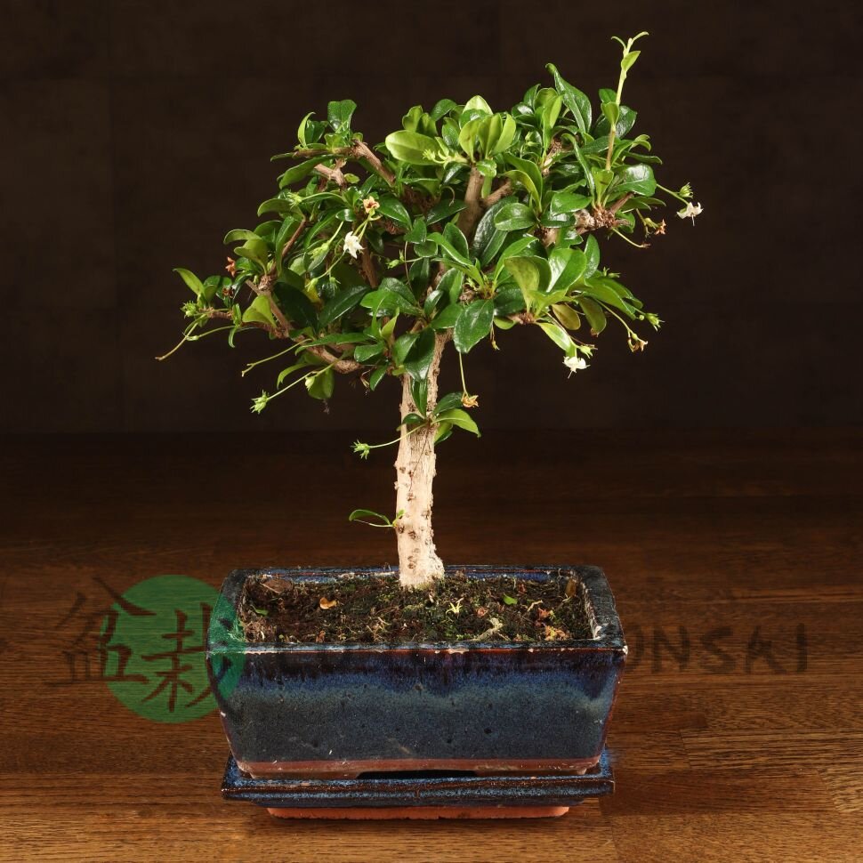 Бонсай Кармона 25 см в синей плошке фото 1 &mdash; Luxurybonsai.ru