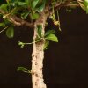 Бонсай Кармона 25 см в синей плошке фото 2 &mdash; Luxurybonsai.ru