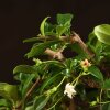 Бонсай Кармона 25 см в синей плошке фото 3 &mdash; Luxurybonsai.ru