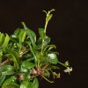 Бонсай Кармона 25 см в синей плошке фото 4 &mdash; Luxurybonsai.ru