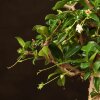 Бонсай Кармона 25 см в синей плошке фото 5 &mdash; Luxurybonsai.ru