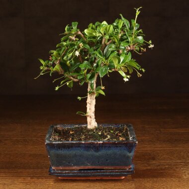 Бонсай Кармона 25 см в синей плошке &mdash; Luxurybonsai.ru