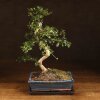 Бонсай Кармона 47 см фото 1 &mdash; Luxurybonsai.ru