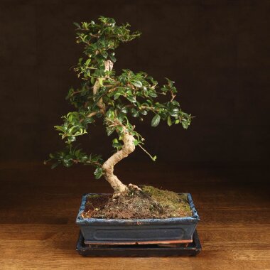 Бонсай Кармона 47 см &mdash; Luxurybonsai.ru