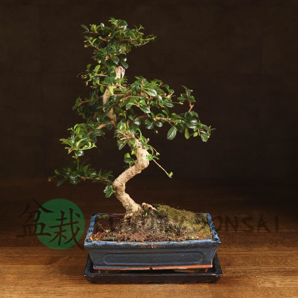 Бонсай Кармона 47 см фото 1 &mdash; Luxurybonsai.ru