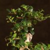 Бонсай Кармона 47 см фото 2 &mdash; Luxurybonsai.ru