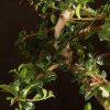Бонсай Кармона 47 см фото 3 &mdash; Luxurybonsai.ru
