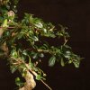 Бонсай Кармона 47 см фото 4 &mdash; Luxurybonsai.ru