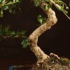 Бонсай Кармона 47 см фото 5 &mdash; Luxurybonsai.ru