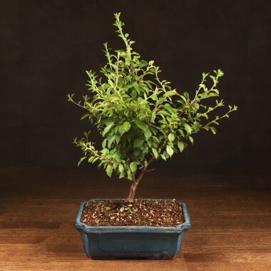 Бонсай Слива 40 см &mdash; Luxurybonsai.ru