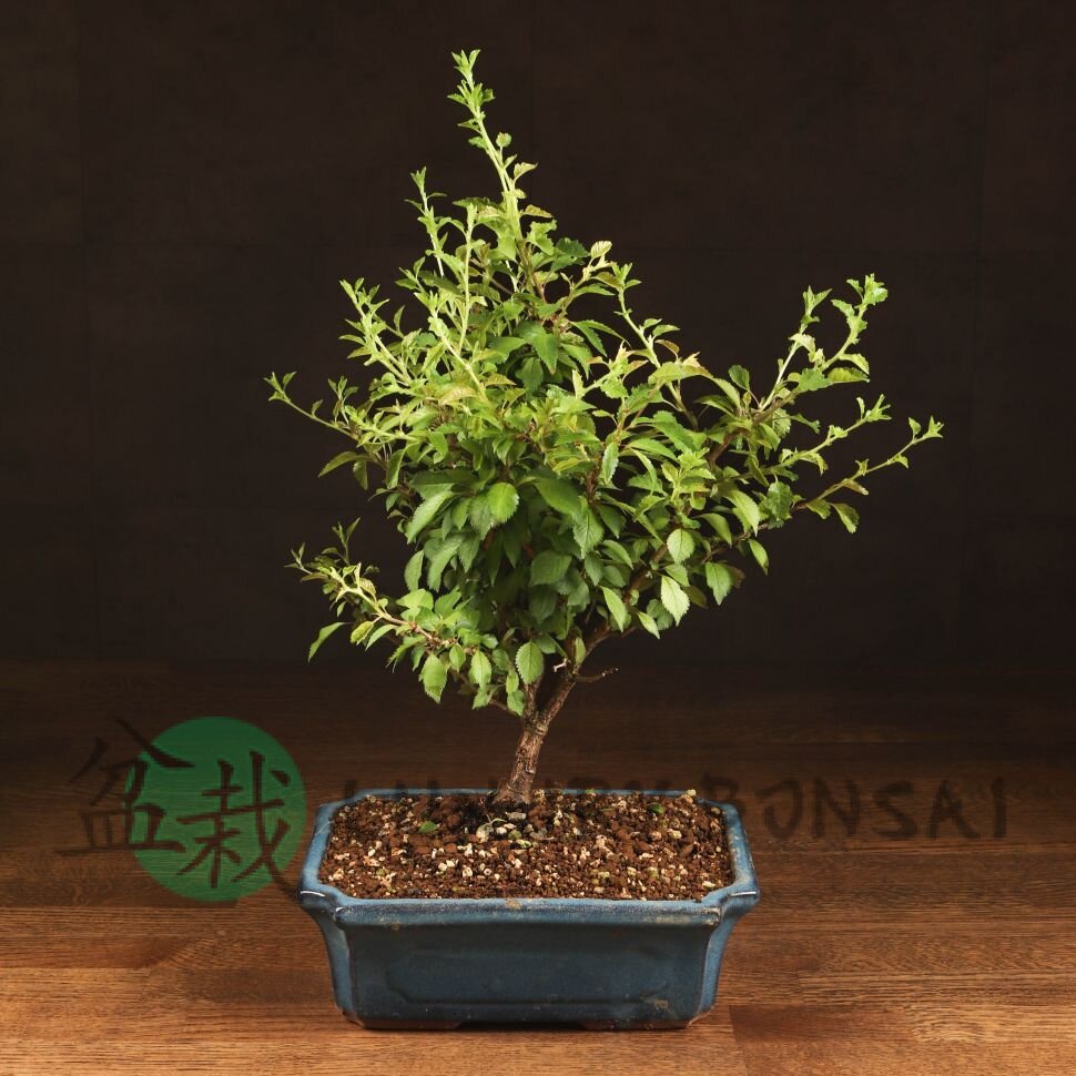 Бонсай Слива 40 см фото 1 &mdash; Luxurybonsai.ru