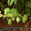 Бонсай Слива 40 см фото 2 &mdash; Luxurybonsai.ru