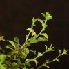 Бонсай Слива 40 см фото 3 &mdash; Luxurybonsai.ru