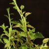 Бонсай Слива 40 см фото 5 &mdash; Luxurybonsai.ru