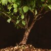 Бонсай Слива 40 см фото 4 &mdash; Luxurybonsai.ru