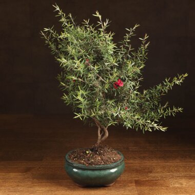 Бонсай Лептоспермум &mdash; Luxurybonsai.ru