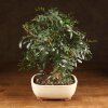 Бонсай Фисташка 40 см фото 1 &mdash; Luxurybonsai.ru