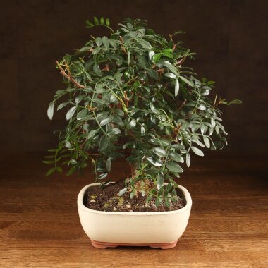 Бонсай Фисташка 40 см &mdash; Luxurybonsai.ru