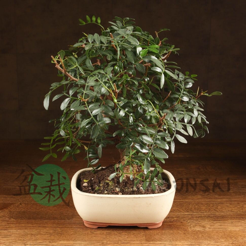 Бонсай Фисташка 40 см фото 1 &mdash; Luxurybonsai.ru
