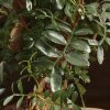 Бонсай Фисташка 40 см фото 2 &mdash; Luxurybonsai.ru
