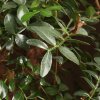Бонсай Фисташка 40 см фото 3 &mdash; Luxurybonsai.ru