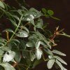 Бонсай Фисташка 40 см фото 4 &mdash; Luxurybonsai.ru
