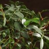 Бонсай Фисташка 40 см фото 5 &mdash; Luxurybonsai.ru