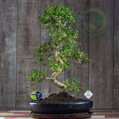 Бонсай Кармона 70 см &mdash; Luxurybonsai.ru