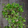 Бонсай Кармона 70 см фото 2 &mdash; Luxurybonsai.ru