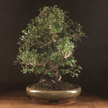 Бонсай Кармона 70 см &mdash; Luxurybonsai.ru