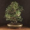 Бонсай Кармона 70 см фото 1 &mdash; Luxurybonsai.ru
