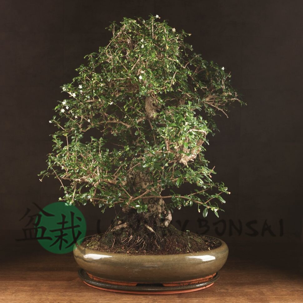 Бонсай Кармона 70 см фото 1 &mdash; Luxurybonsai.ru