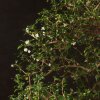 Бонсай Кармона 70 см фото 2 &mdash; Luxurybonsai.ru