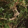Бонсай Кармона 70 см фото 3 &mdash; Luxurybonsai.ru