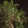 Бонсай Кармона 70 см фото 4 &mdash; Luxurybonsai.ru