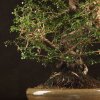 Бонсай Кармона 70 см фото 5 &mdash; Luxurybonsai.ru
