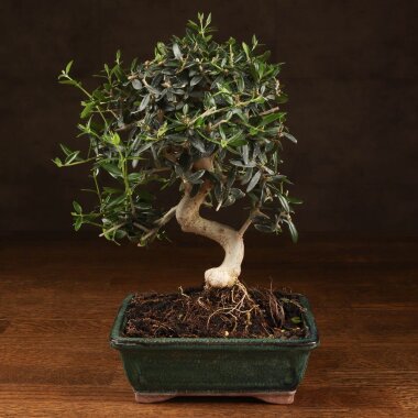 Бонсай Олива изумрудный прямоугольник 28 см &mdash; Luxurybonsai.ru