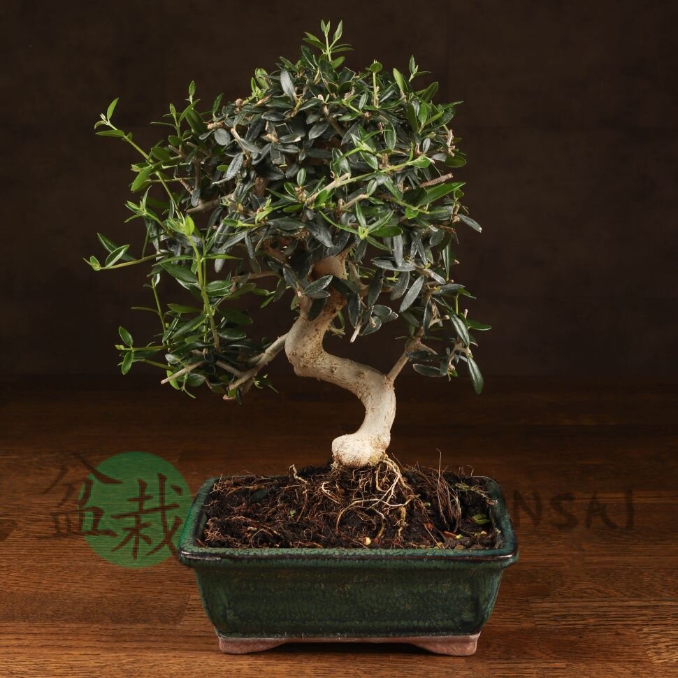 Бонсай Олива изумрудный прямоугольник 28 см фото 1 &mdash; Luxurybonsai.ru