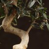 Бонсай Олива изумрудный прямоугольник 28 см фото 2 &mdash; Luxurybonsai.ru