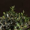 Бонсай Олива изумрудный прямоугольник 28 см фото 3 &mdash; Luxurybonsai.ru