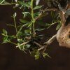 Бонсай Олива изумрудный прямоугольник 28 см фото 4 &mdash; Luxurybonsai.ru