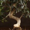 Бонсай Олива изумрудный прямоугольник 28 см фото 5 &mdash; Luxurybonsai.ru