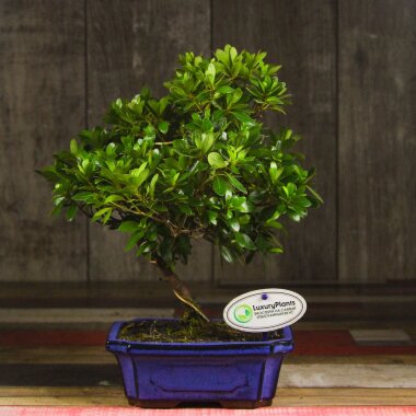 Бонсай Азалия 38 см &mdash; Luxurybonsai.ru
