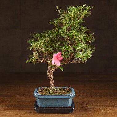 Бонсай Азалия 38 см &mdash; Luxurybonsai.ru