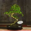 Бонсай Лигуструм овал Гималайские ягоды 40 см фото 1 &mdash; Luxurybonsai.ru